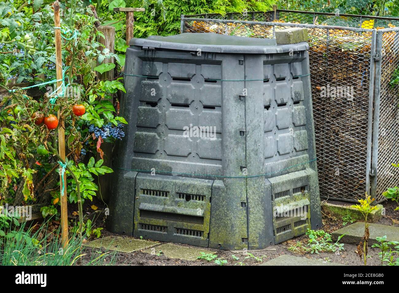 I pomodori che crescono e maturano vicino a un contenitore di plastica per il giardinaggio vengono depositati e trasformati in humus in un composter a filo. Compost bin Garden Foto Stock