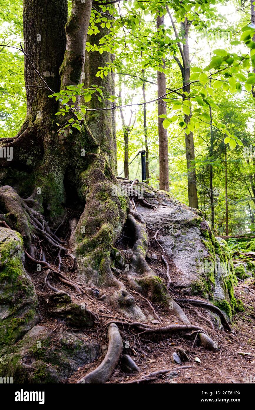 Alto albero di foresta con radici massicce Foto Stock
