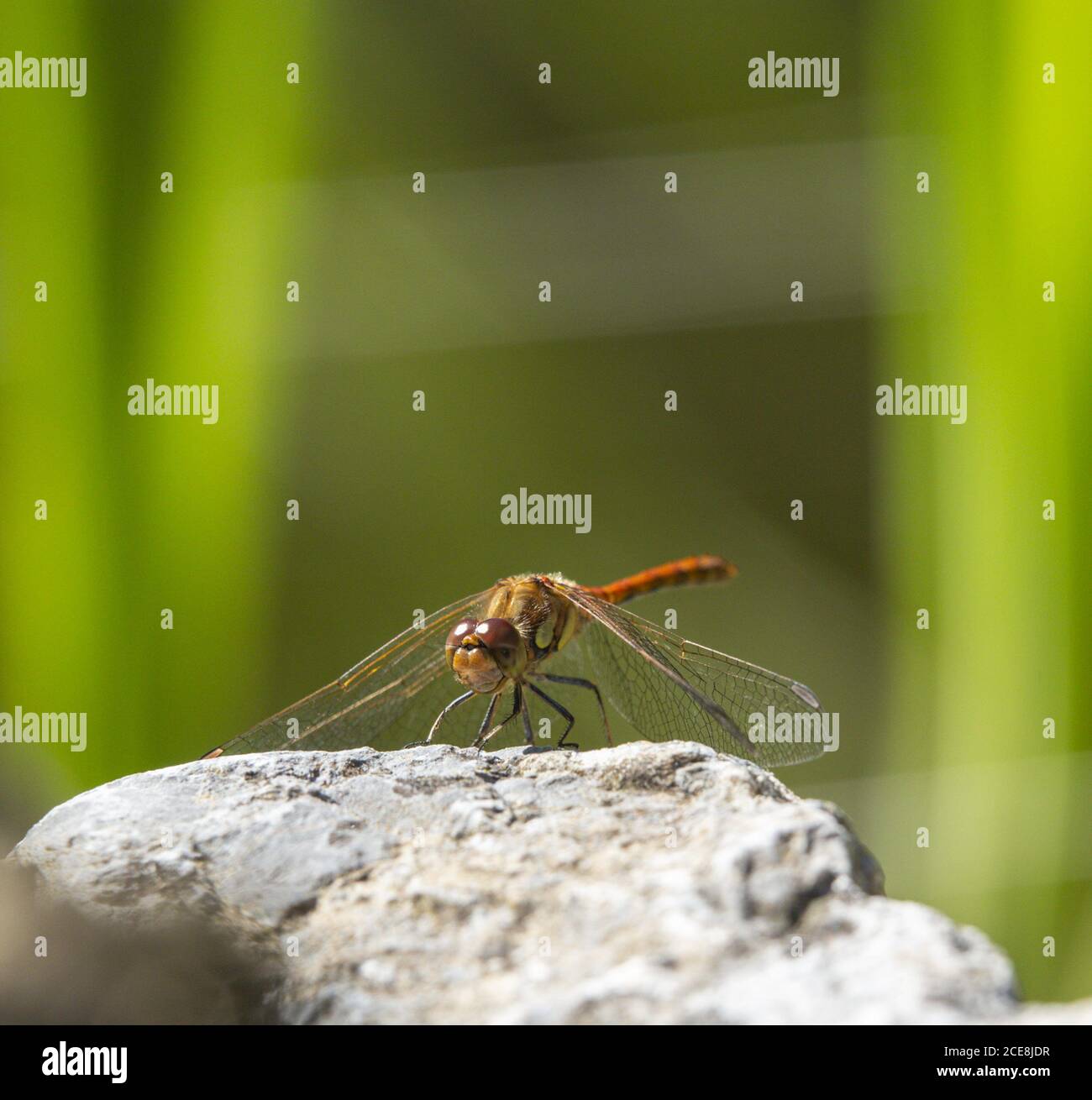 Sidmouth, Devon, 31 agosto 2020 UK Meteo: Una libellula si riposa accanto ad un laghetto del giardino al sole brillante a Sidmouth, Devon il lunedì di festa della Banca. Il cielo limpido e il sole pieno sono esaltati per rimanere durante tutta la giornata nel sud-ovest. Credit: Photo Central/Alamy Live News Foto Stock