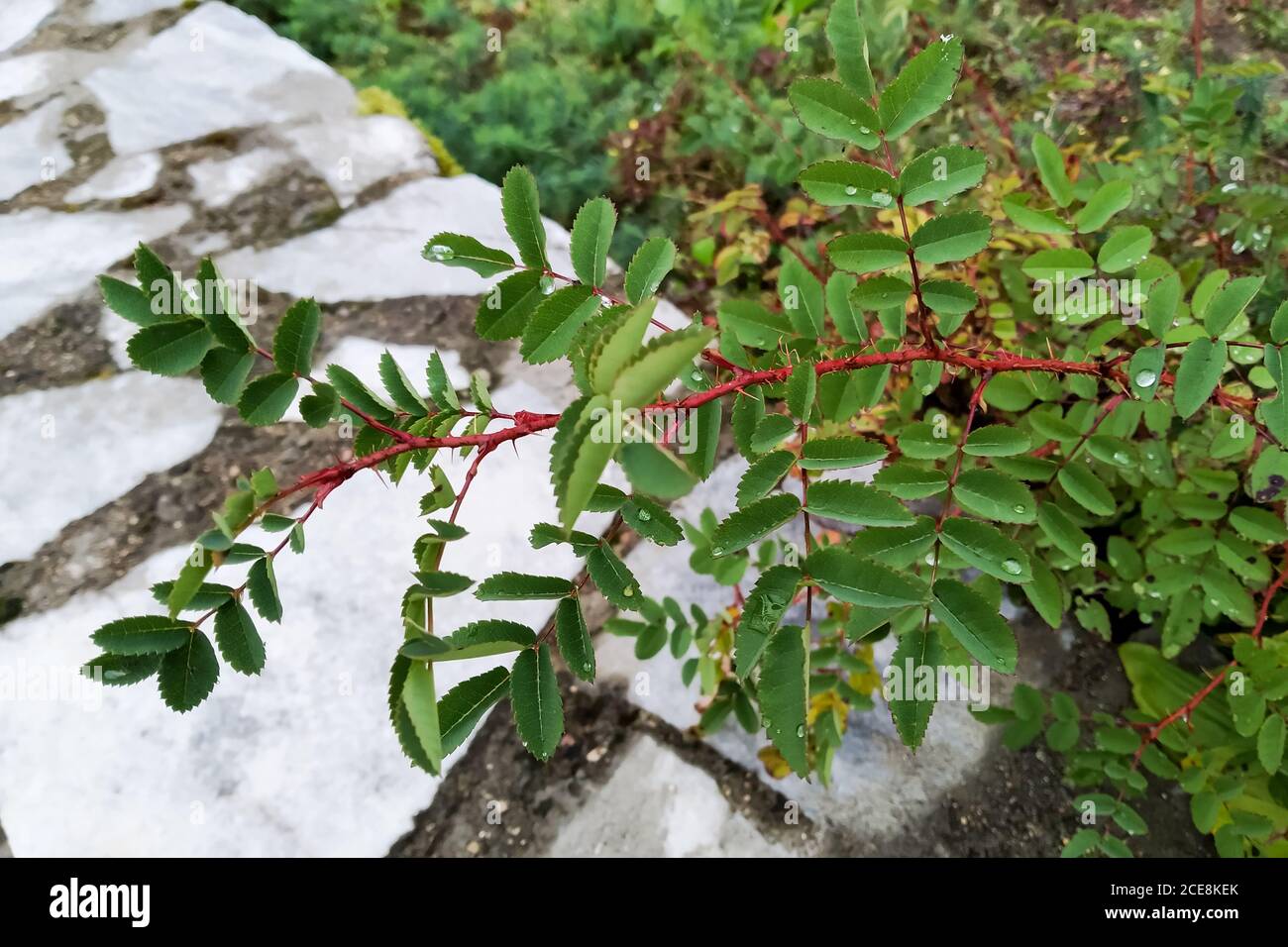 Ramo rosso di pianta con spine e foglie verdi Foto stock - Alamy