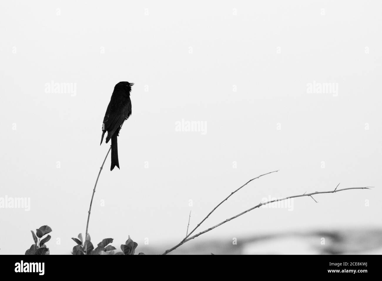 Silhouette a rullo blu Foto Stock