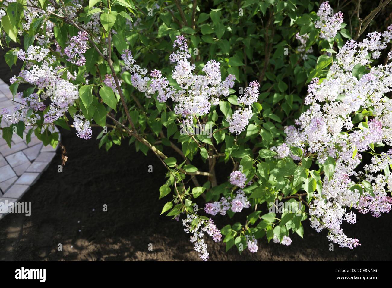 Lilla comune (Syringa-vulgaris-Hybride) Foto Stock