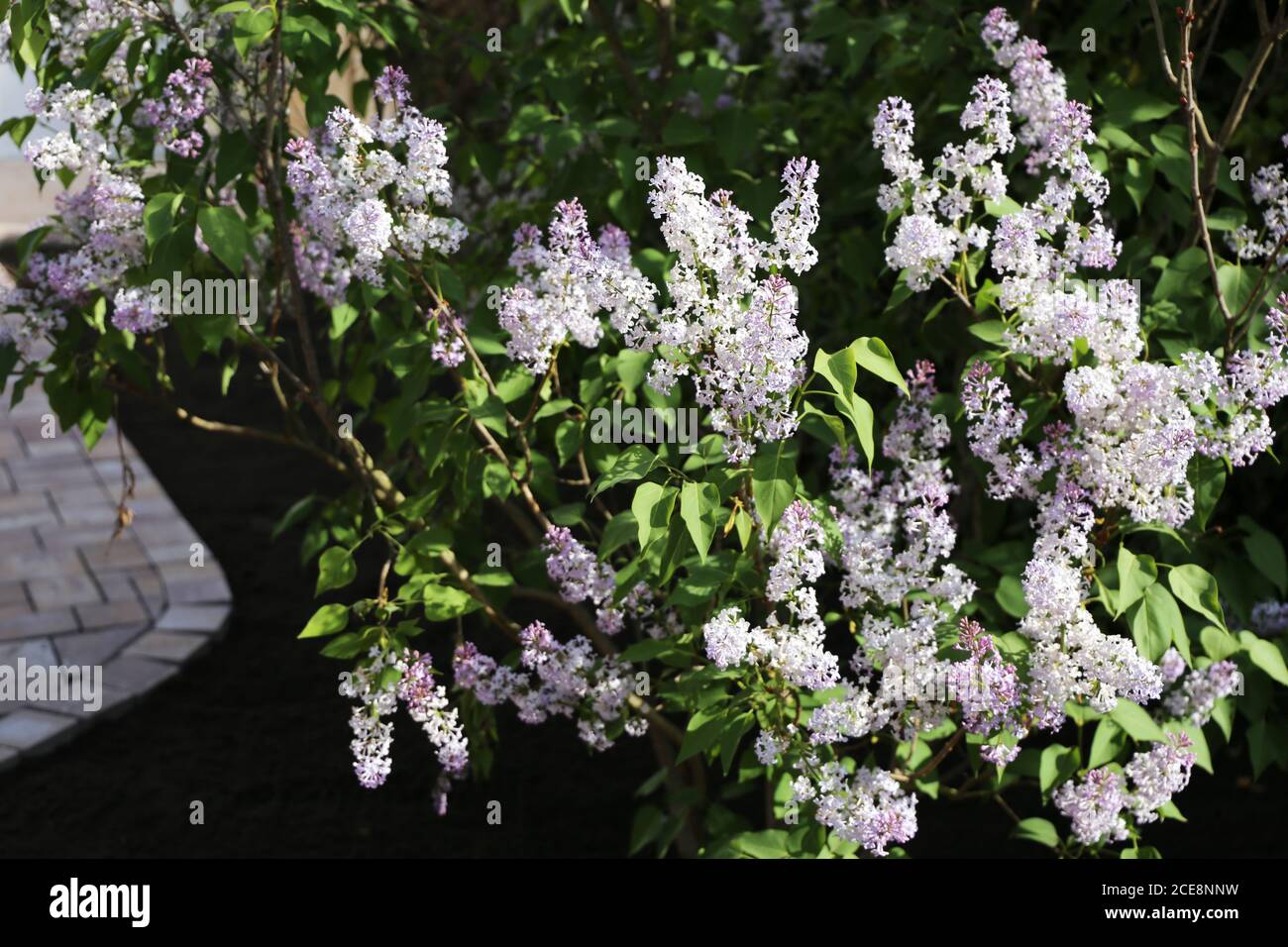 Lilla comune (Syringa-vulgaris-Hybride) Foto Stock