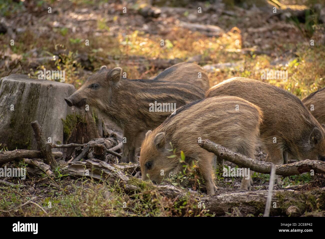 Gruppo di suinetti di cinghiale marrone chiaro che mangiano l'erba dentro una foresta Foto Stock