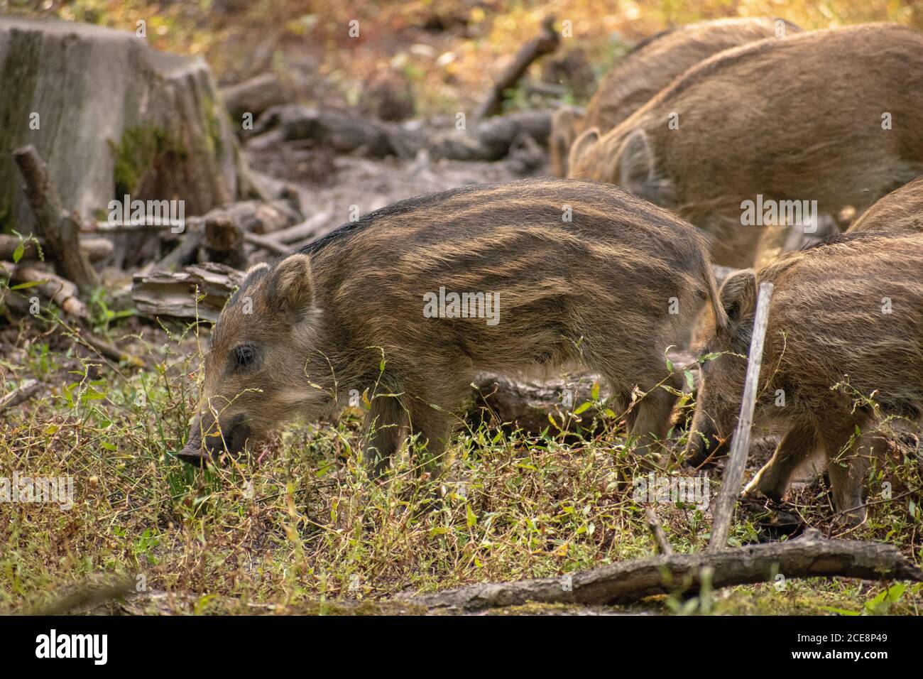 Gruppo di suinetti di cinghiale marrone chiaro che mangiano l'erba dentro una foresta Foto Stock