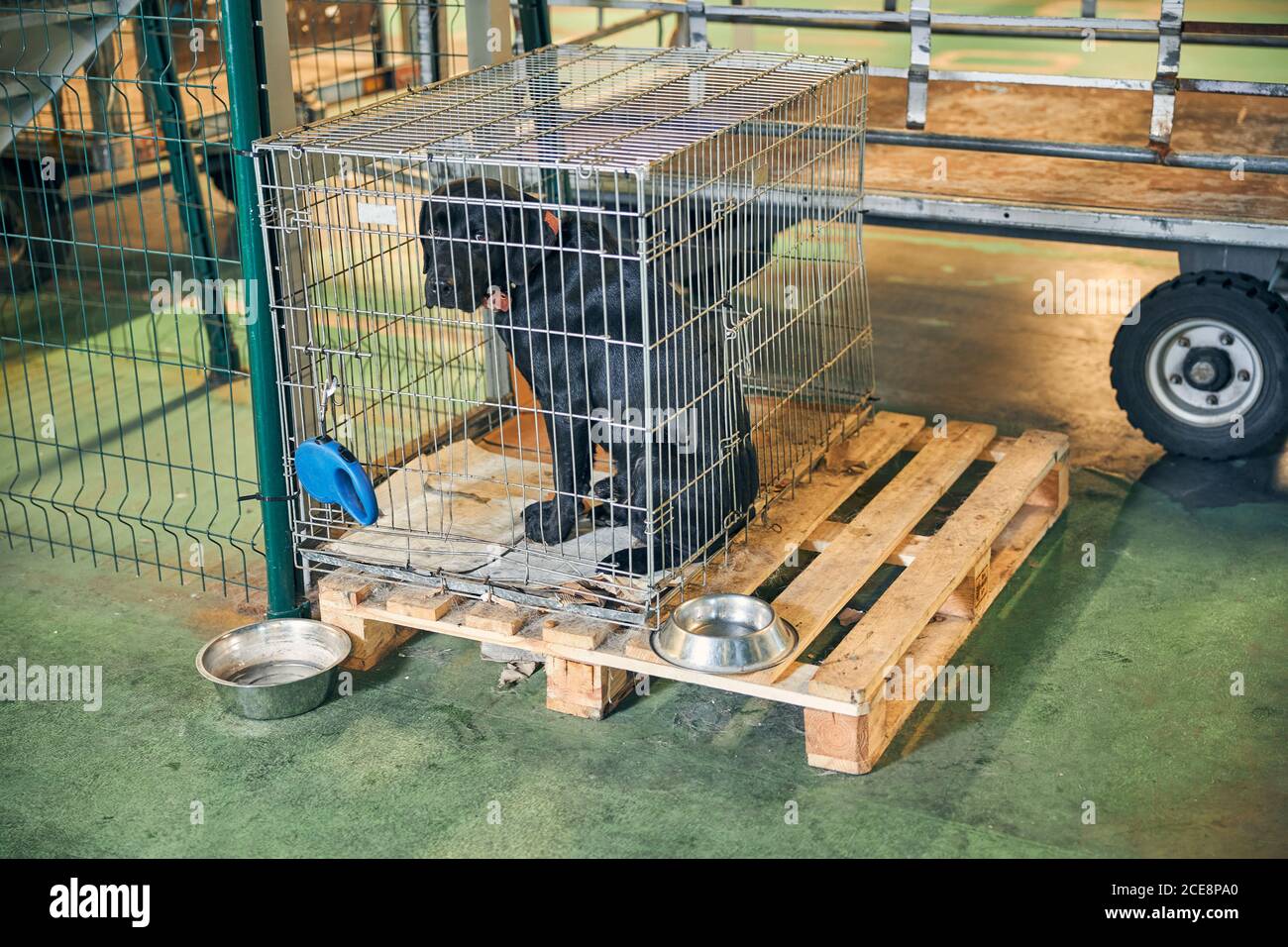 Cane seduto in un canile pronto per viaggiare in sicurezza Foto Stock