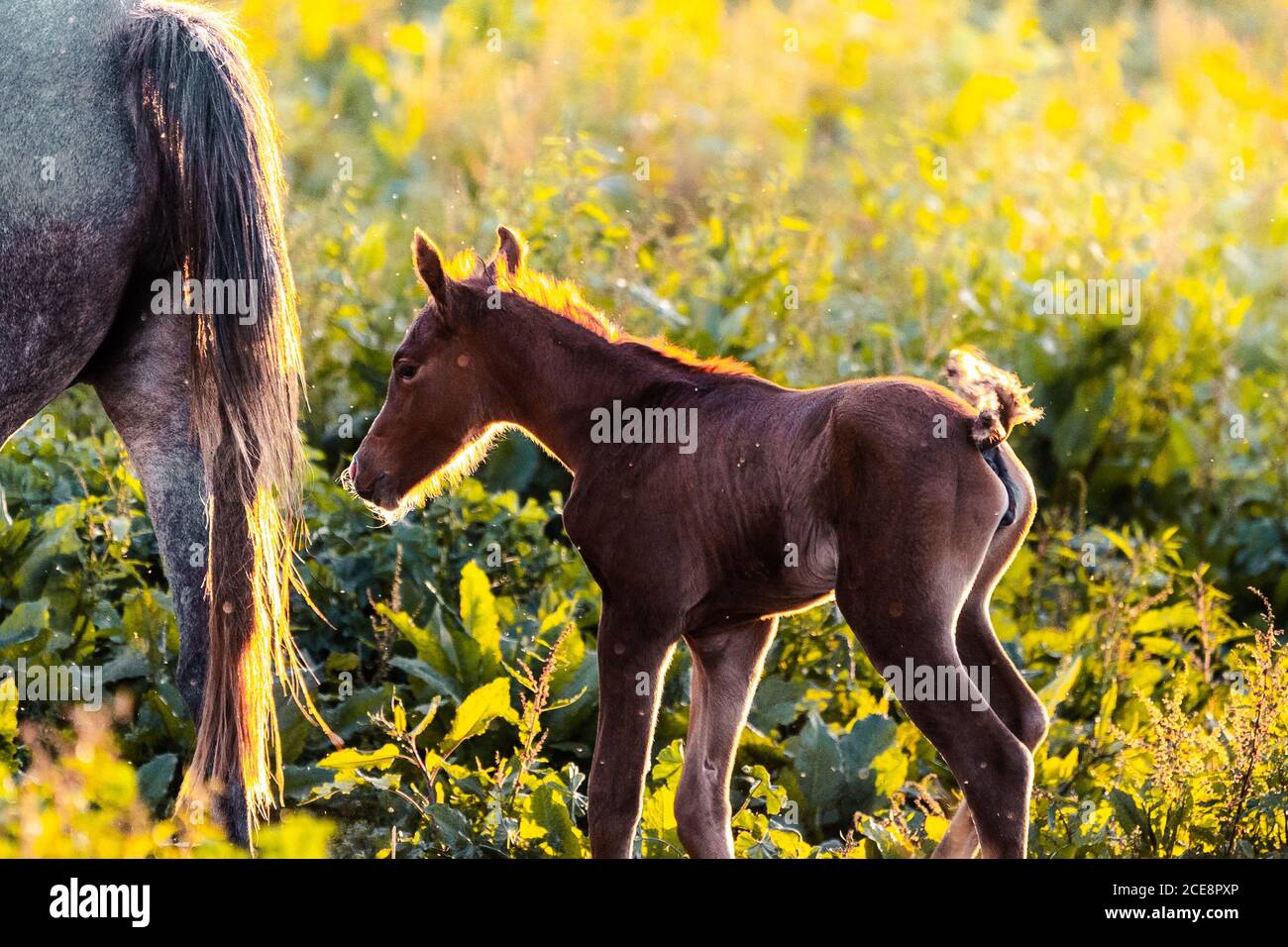 Cavallo bianco con camminate sulla natura Foto Stock