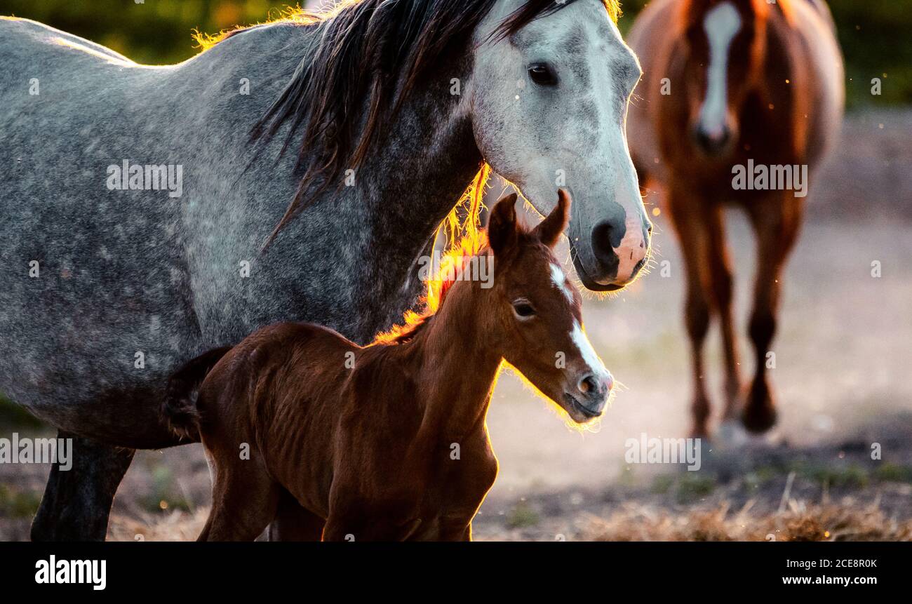 Cavallo bianco con camminate sulla natura Foto Stock