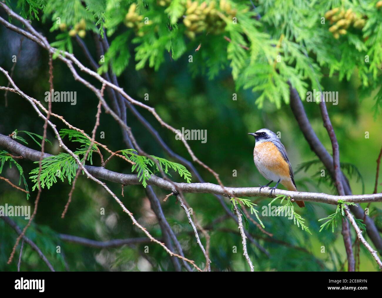 Redstart comune (phoenicurus phoenicurus) sul ramo Foto Stock