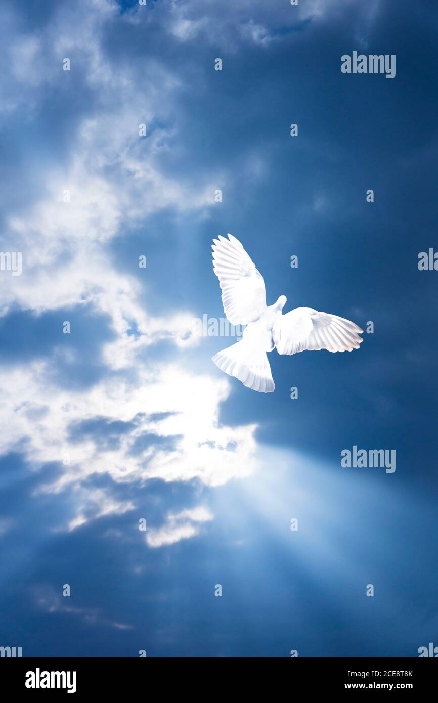 colomba bianca che sorvola un cielo con raggi celesti di leggero Foto Stock