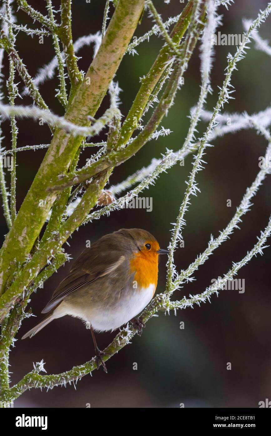 Robin seduto in un rosaio coperto di brina trasformata per forte gradiente. Foto Stock