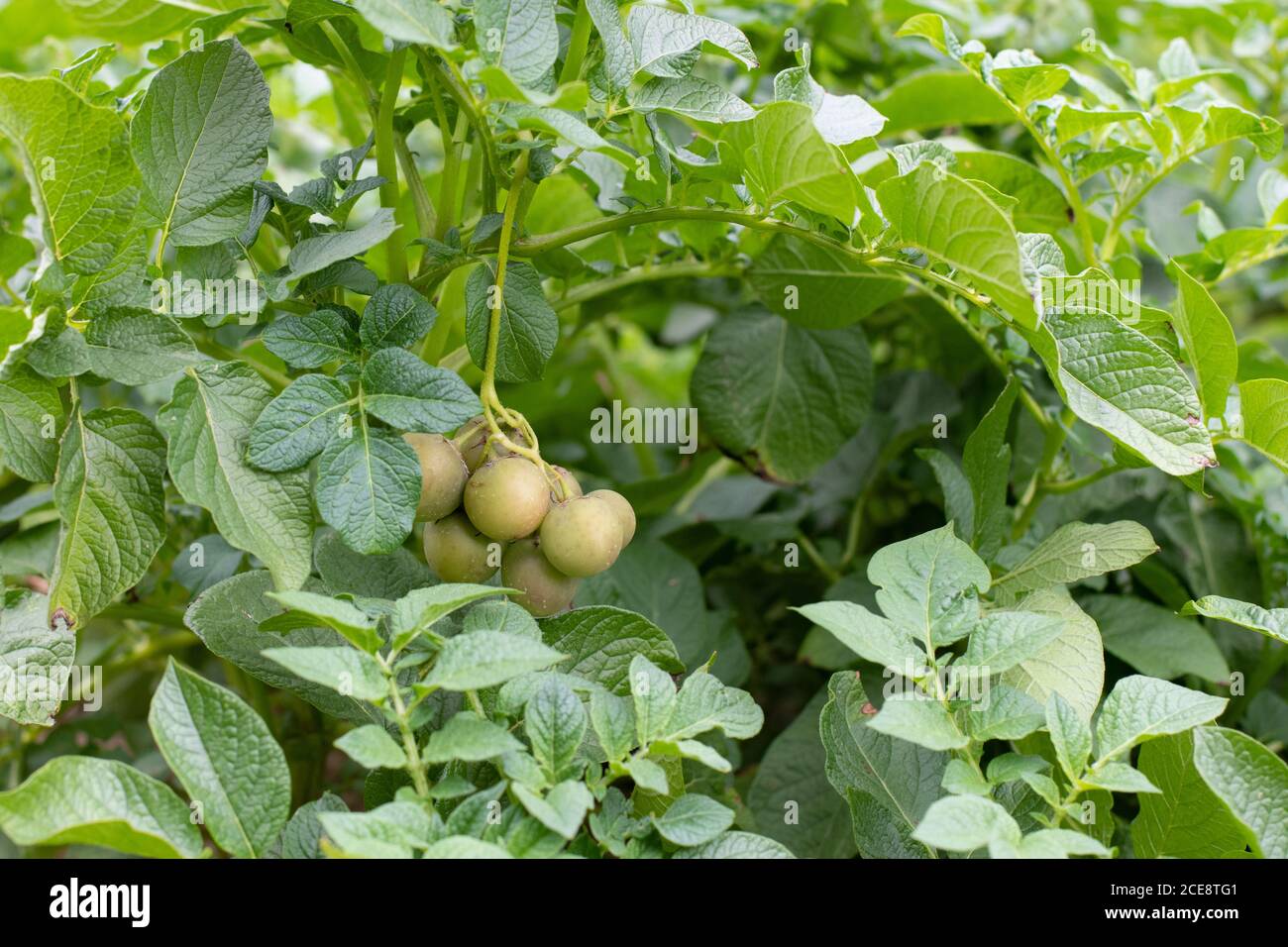 Frutta di patata che cresce su pianta di patata Foto Stock