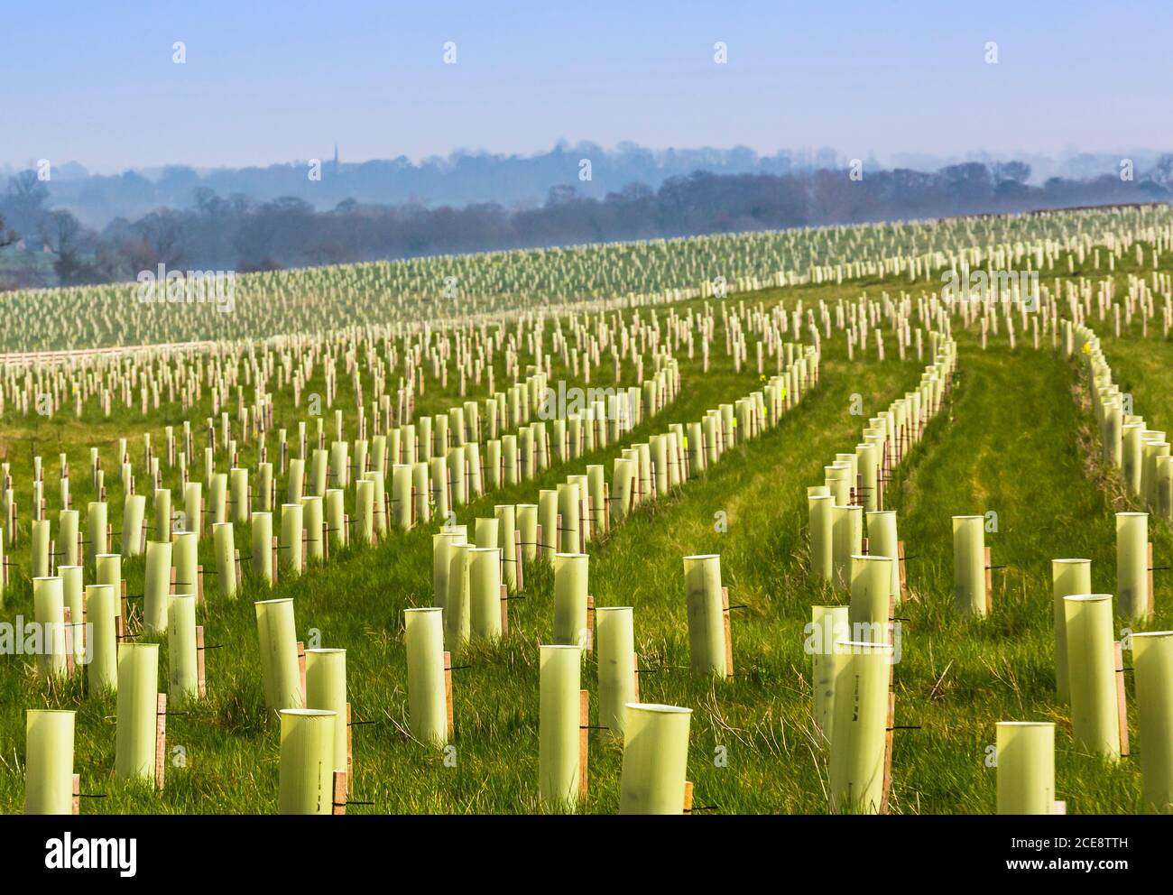 Una piantagione di alberi regime in foresta nazionale. Foto Stock