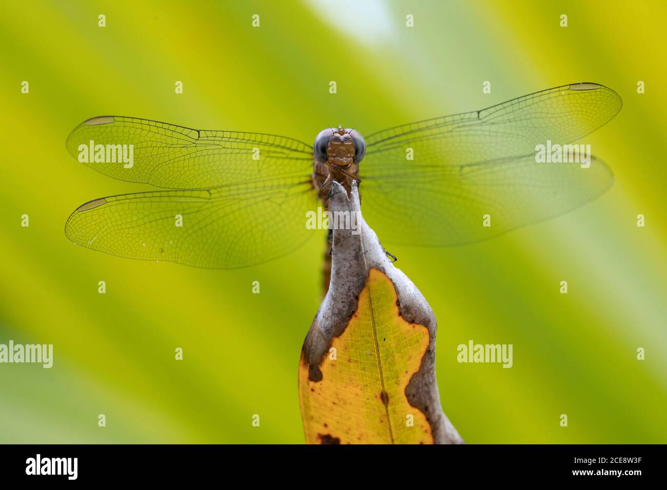 Closeup di libellula con le ali delicate seduti sulla foglia dentro verde foresta Foto Stock