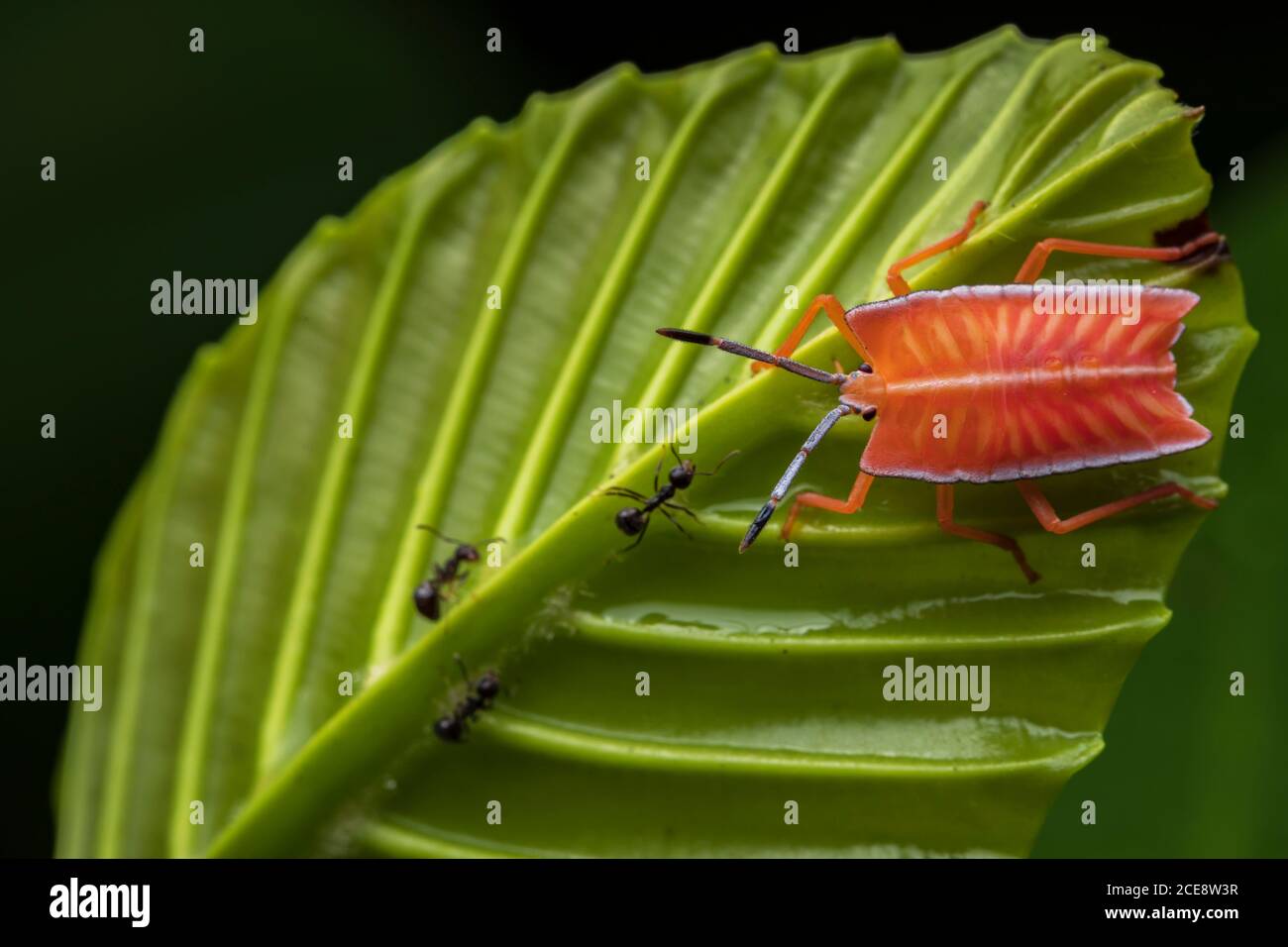 Closeup di bug luminoso stink seduta su foglia verde con formiche in foresta Foto Stock