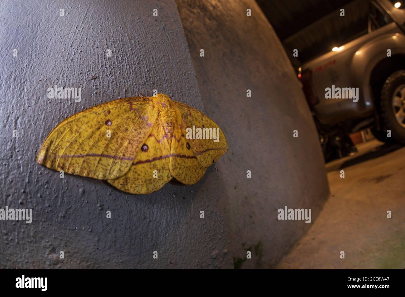 Primo piano di una fantastica farfalla gialla seduta sulla pietra in città di notte Foto Stock