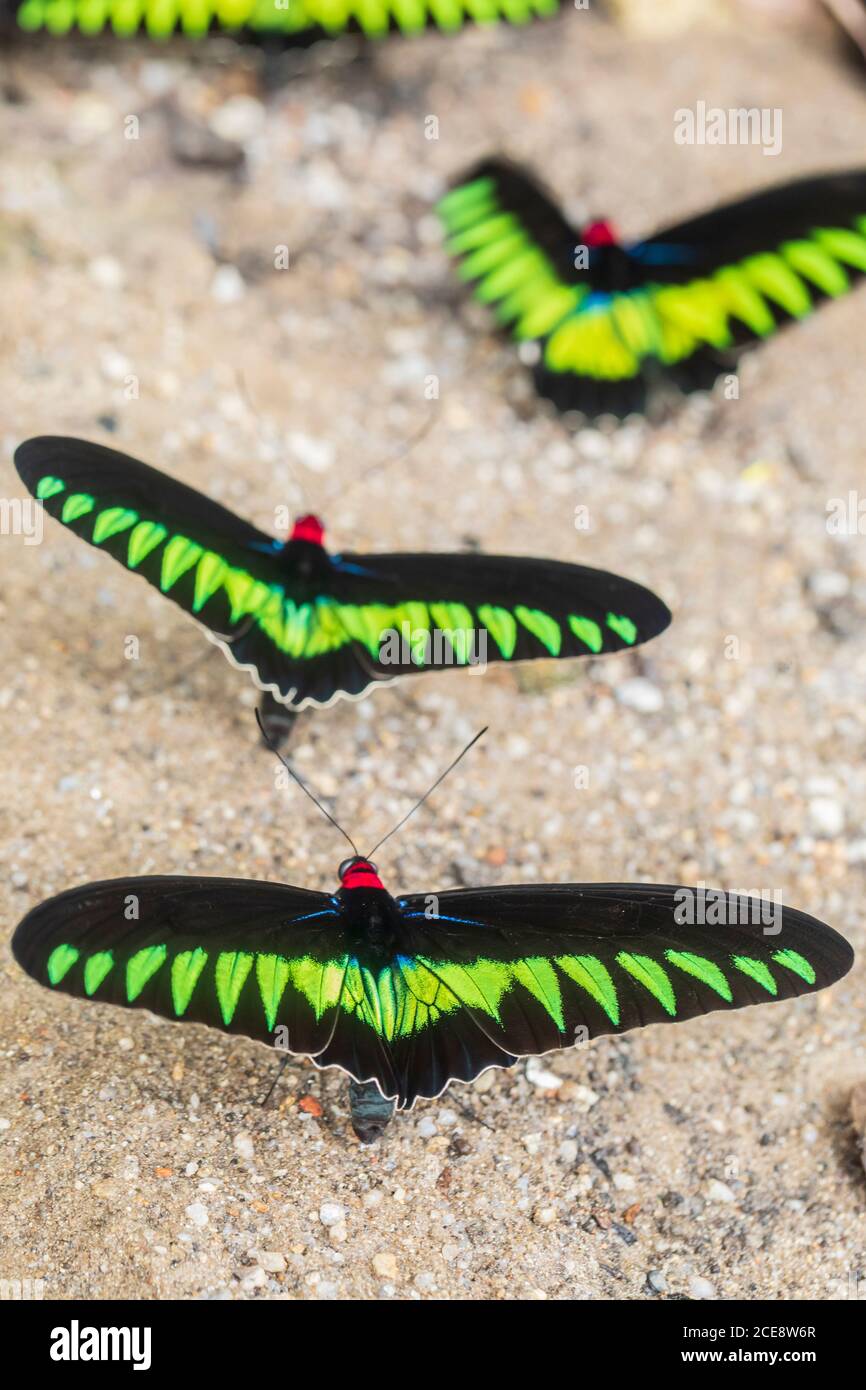 Closeup di Rajah Brooke birdwing o Trogonoptera brookiana farfalle maschili con ali di colore nero e verde su terreno sabbioso Foto Stock