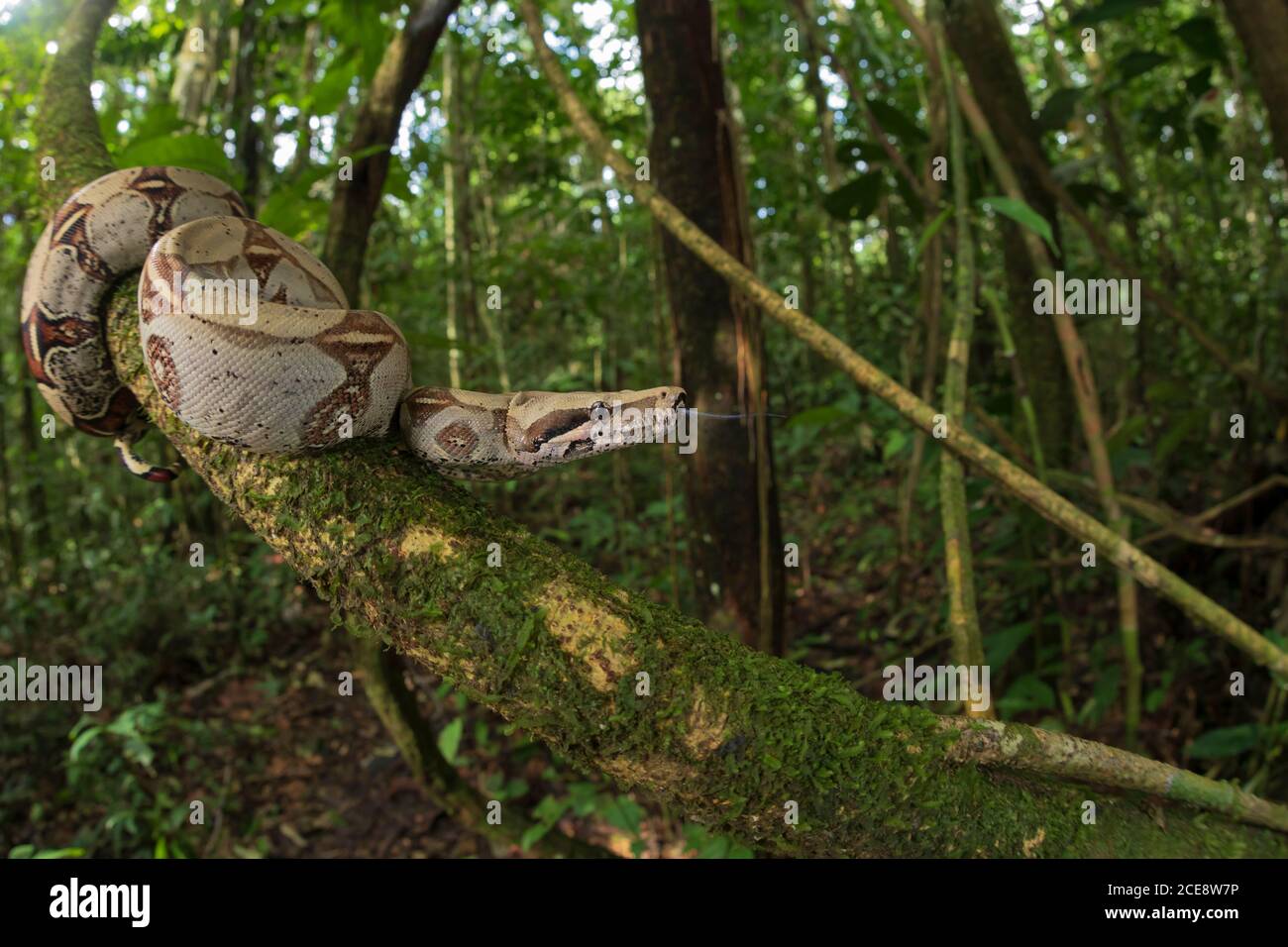 Costriccatore di Boa appeso da albero mussoso in boschi Foto Stock