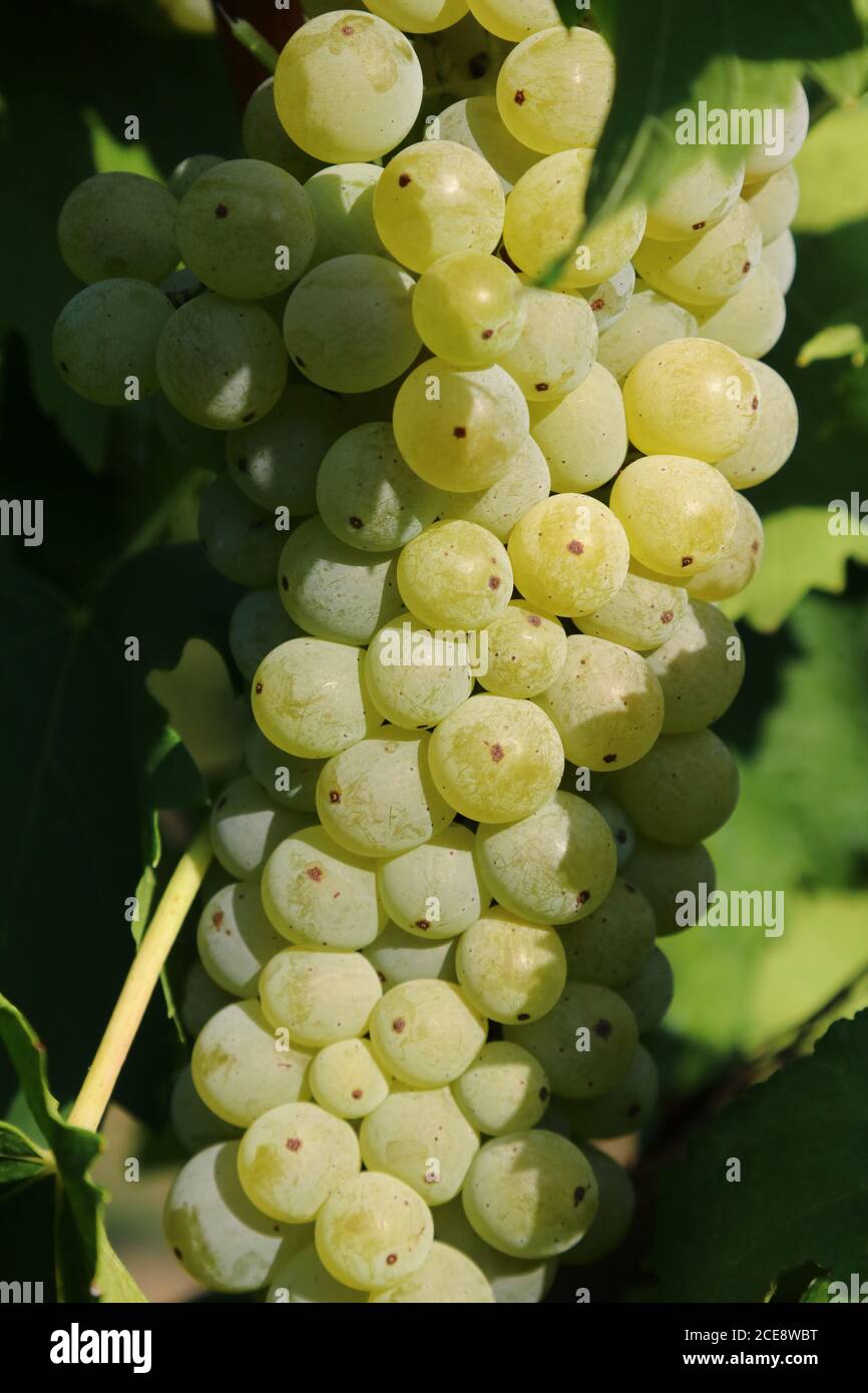Grappoli di uve bianche per la viticoltura per la produzione di vino, dettaglio Foto Stock