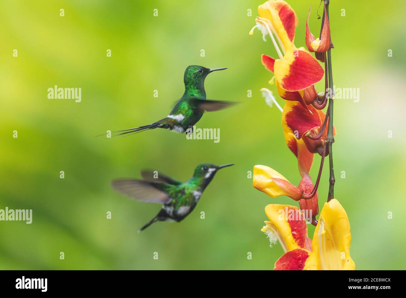 Meravigliosi uccelli verdi su fiore Foto Stock