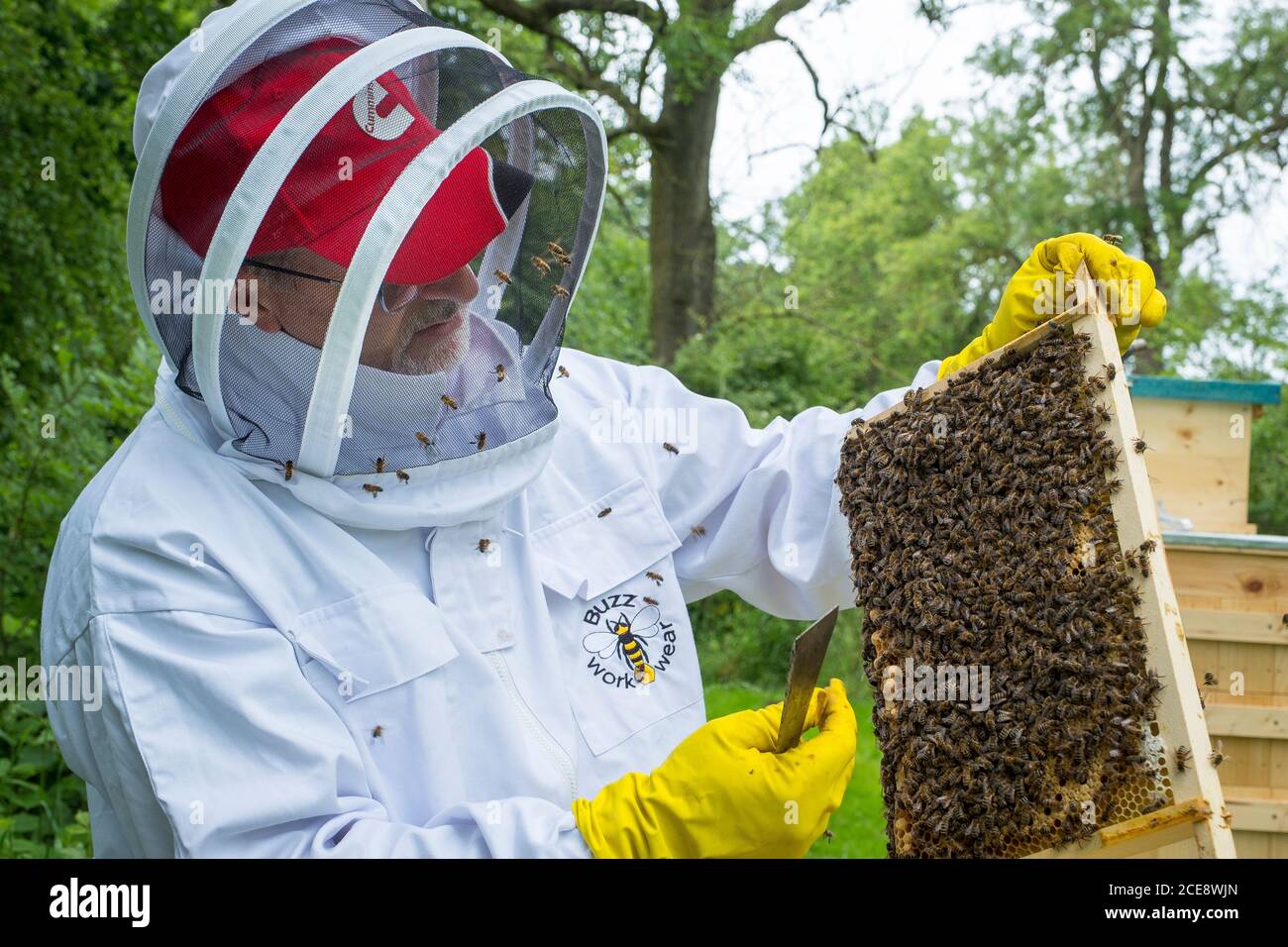 Un apicoltore esamina una cornice dal suo alveare. Foto Stock