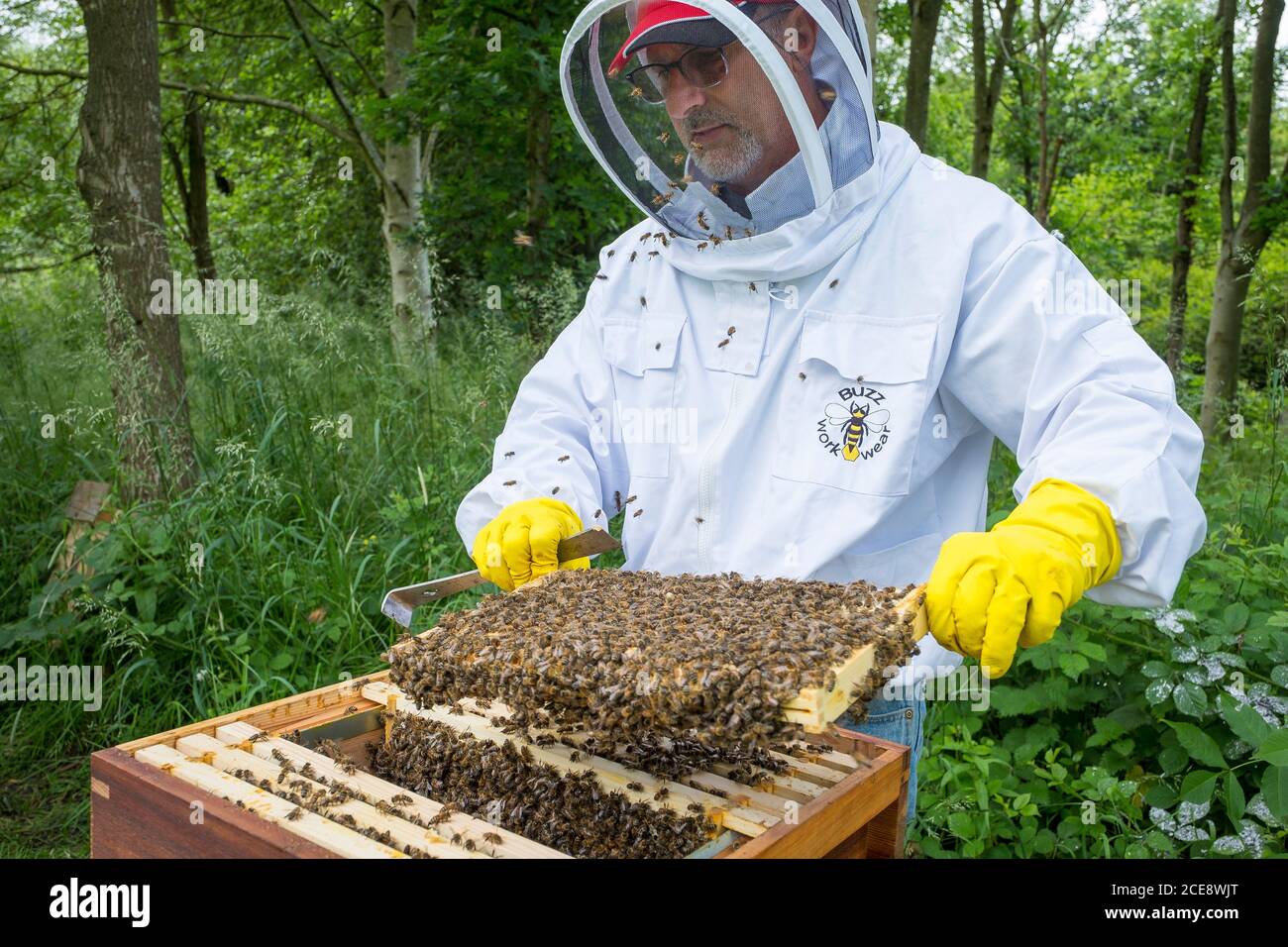 Un apicoltore esamina una cornice dal suo alveare. Foto Stock