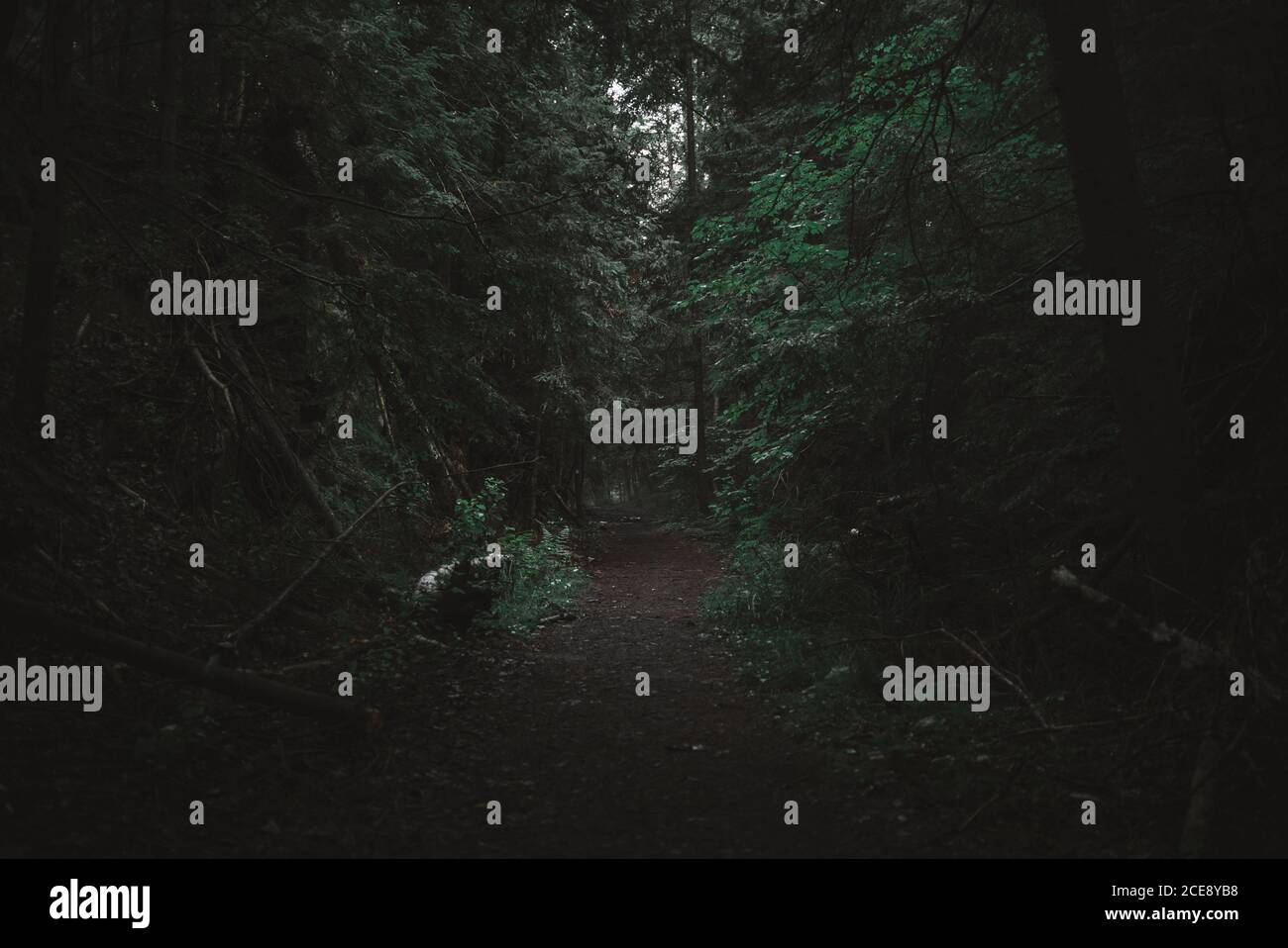 Oscura foresta paesaggio con vecchi tronchi su un percorso stretto che conduce Tra alberi verdi fitti che crescono nel Parco Provinciale di Algonquin Canada Foto Stock