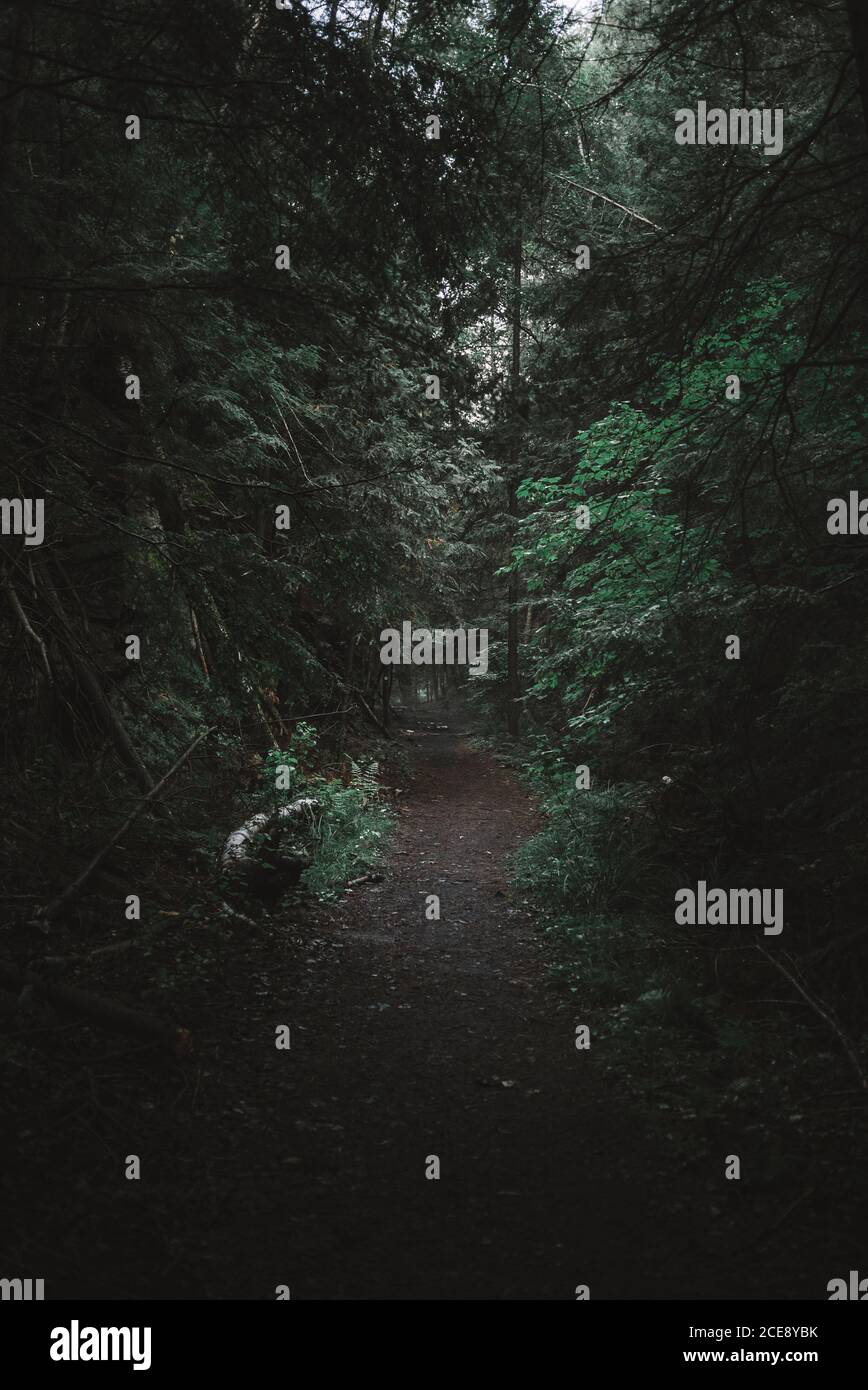 Oscura foresta paesaggio con vecchi tronchi su un percorso stretto che conduce Tra alberi verdi fitti che crescono nel Parco Provinciale di Algonquin Canada Foto Stock