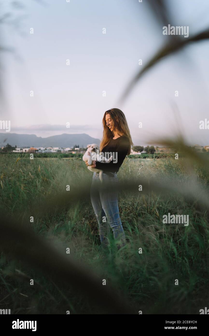 Femmina in piedi in campo con puppy bianco soffice su sfondo del tramonto Foto Stock