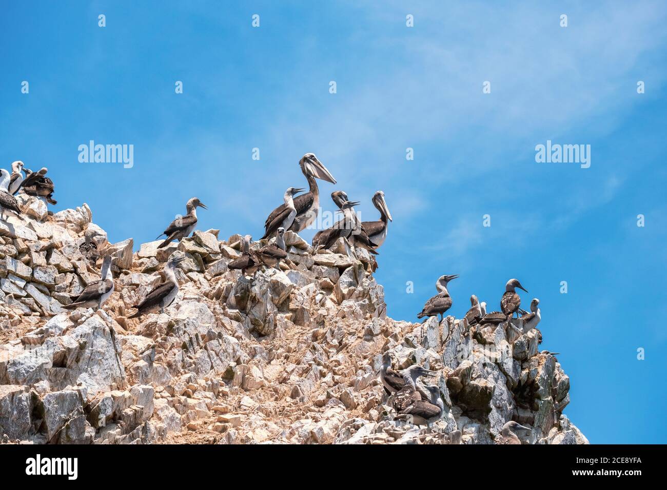 Boobies peruviani e pellicani che guardano l'oceano su una grande roccia. Foto Stock