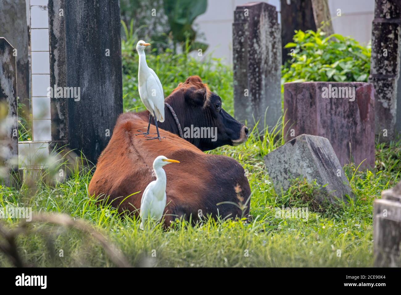 Sri Lanka, Waduwa, Life Ayurveda Resort, escursione Village tour, Cattle Egrets (Bubulcus ibis) su mucca in cimitero. Foto Stock