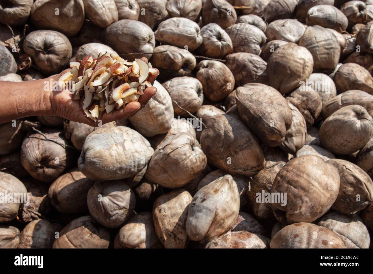 Sri Lanka, Waduwa, vita Ayurveda Resort, escursione Village tour. Cconut. Carne di cocco. Foto Stock