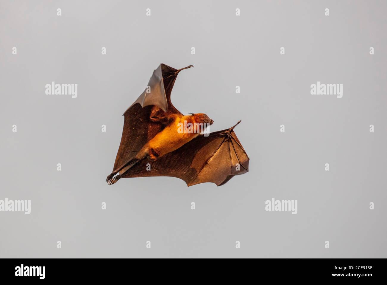 Sri Lanka, Waduwa, Life Ayurveda Resort. Indian Flying Fox (Pteropus medius, ex Pteropus giganteus), conosciuto anche come il grande Bat di frutta indiana. Foto Stock