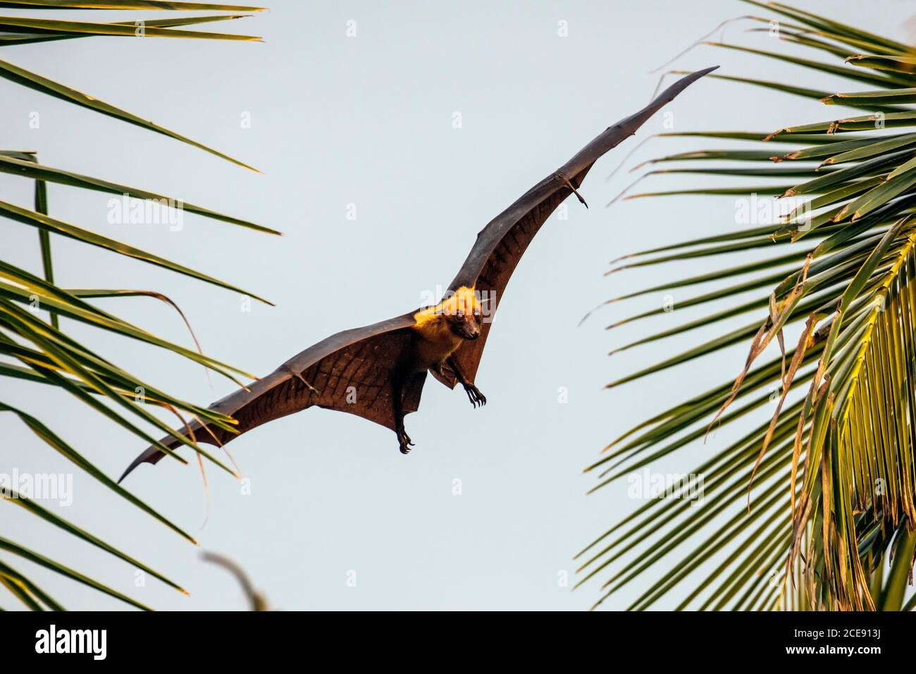 Sri Lanka, Waduwa, Life Ayurveda Resort. Indian Flying Fox (Pteropus medius, ex Pteropus giganteus), conosciuto anche come il grande Bat di frutta indiana. Foto Stock