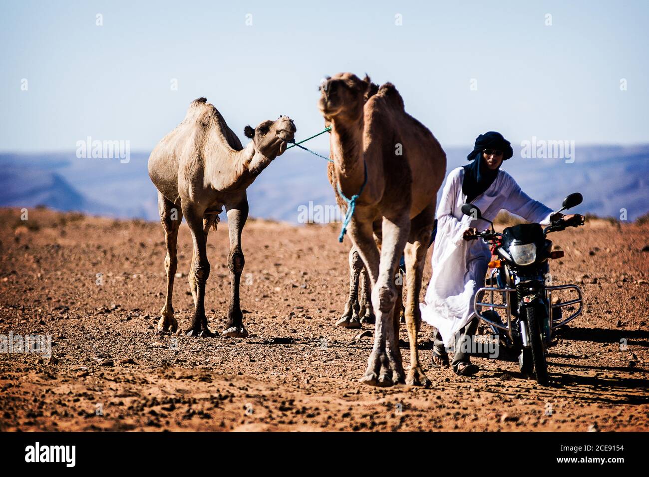 Mhamid - Marocco; 09-03-2012: Giovane berebero con due dromedari e una moto che cammina nel deserto Foto Stock