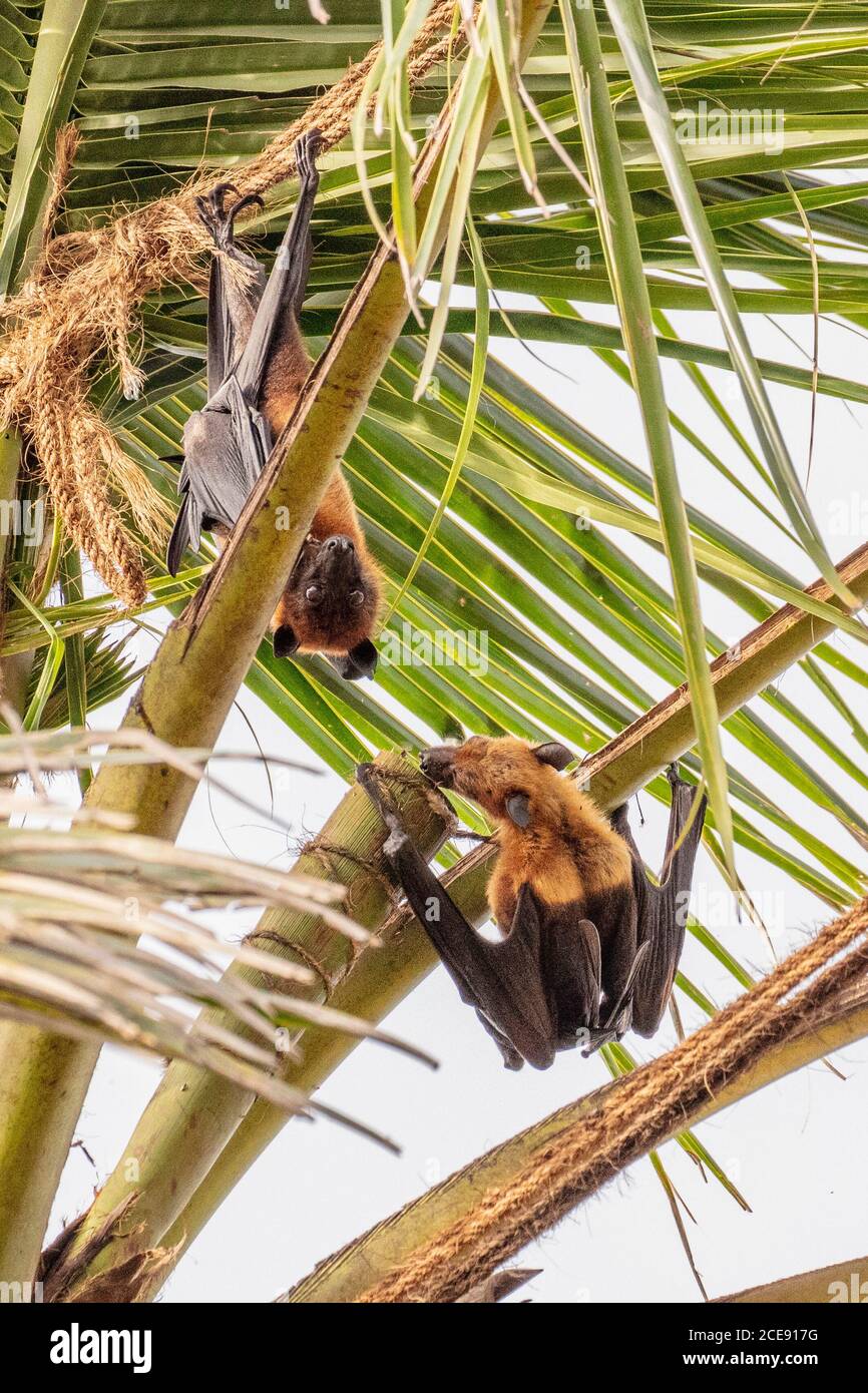 Sri Lanka, Waduwa, Life Ayurveda Resort. Indian Flying Fox (Pteropus medius, ex Pteropus giganteus), conosciuto anche come il grande Bat di frutta indiana. Foto Stock