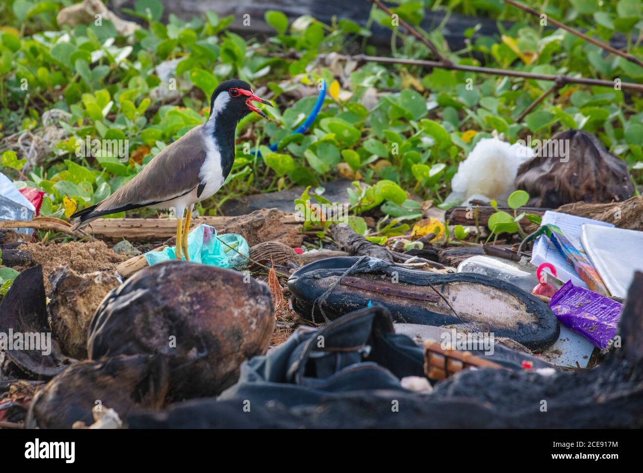 Sri Lanka, Waduwa, Spiaggia. Uccello, lappatura wattled rossa. Tra immondizia plastica. Foto Stock