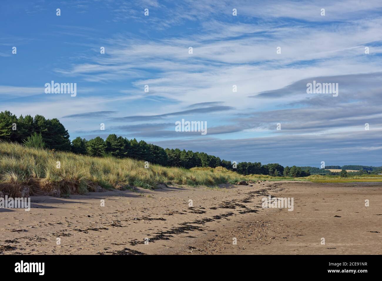 La spiaggia sabbiosa di Tay Heath, di fronte alla pineta della Riserva Naturale di Tentspuir, con le dune coperte di erba che scendono verso la mensola dolcemente Foto Stock