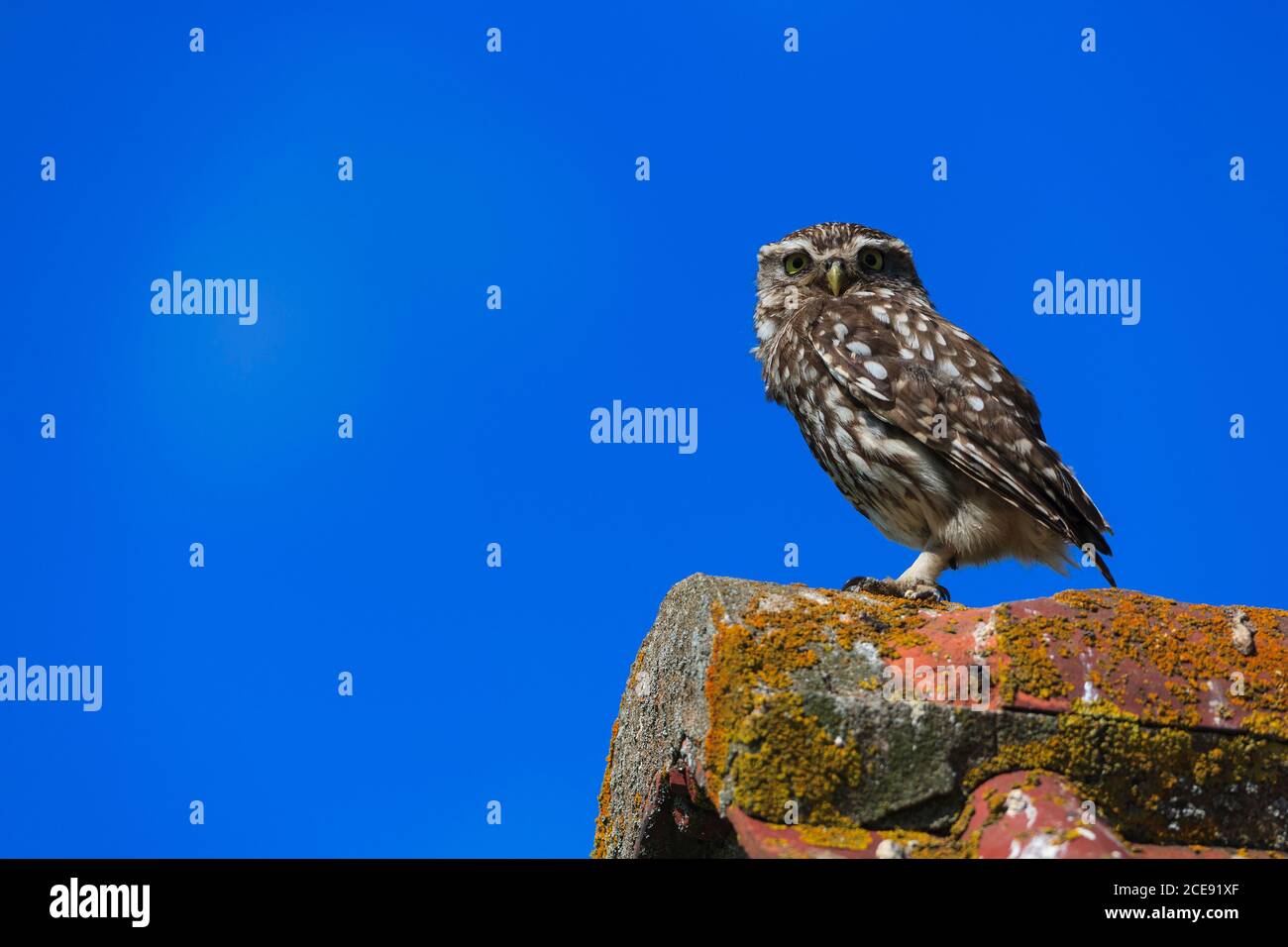 Un piccolo gufo sul tetto di un vecchio edificio. Foto Stock