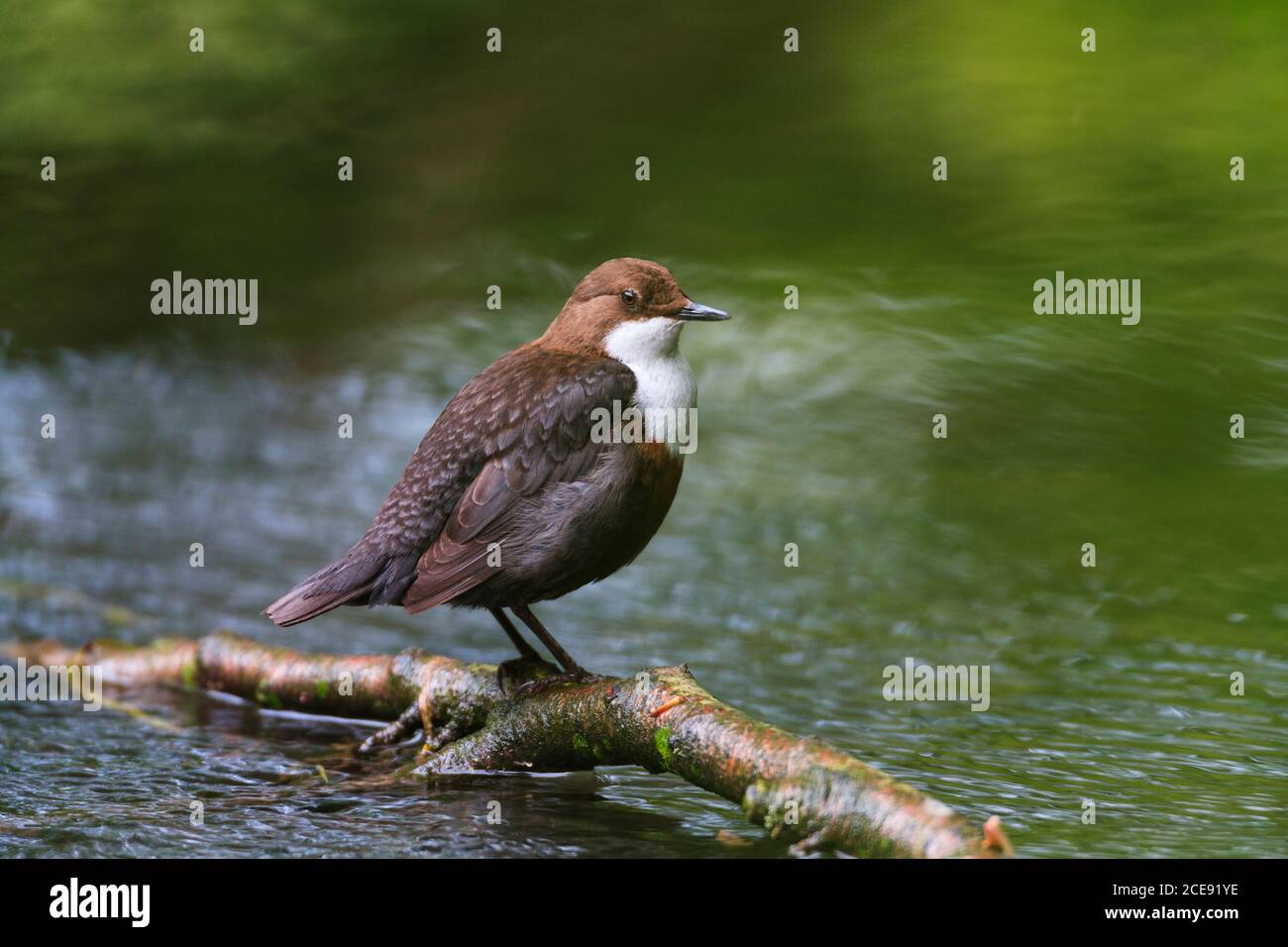 Un Dipper su un ramo caduto nel fiume. Foto Stock