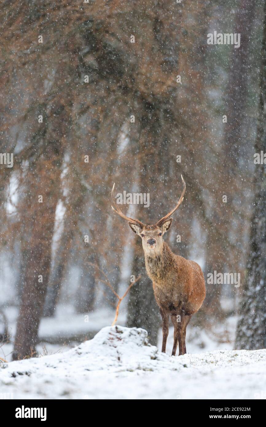 Un solo cervo rosso pugnale nella foresta durante una caduta di neve. Foto Stock