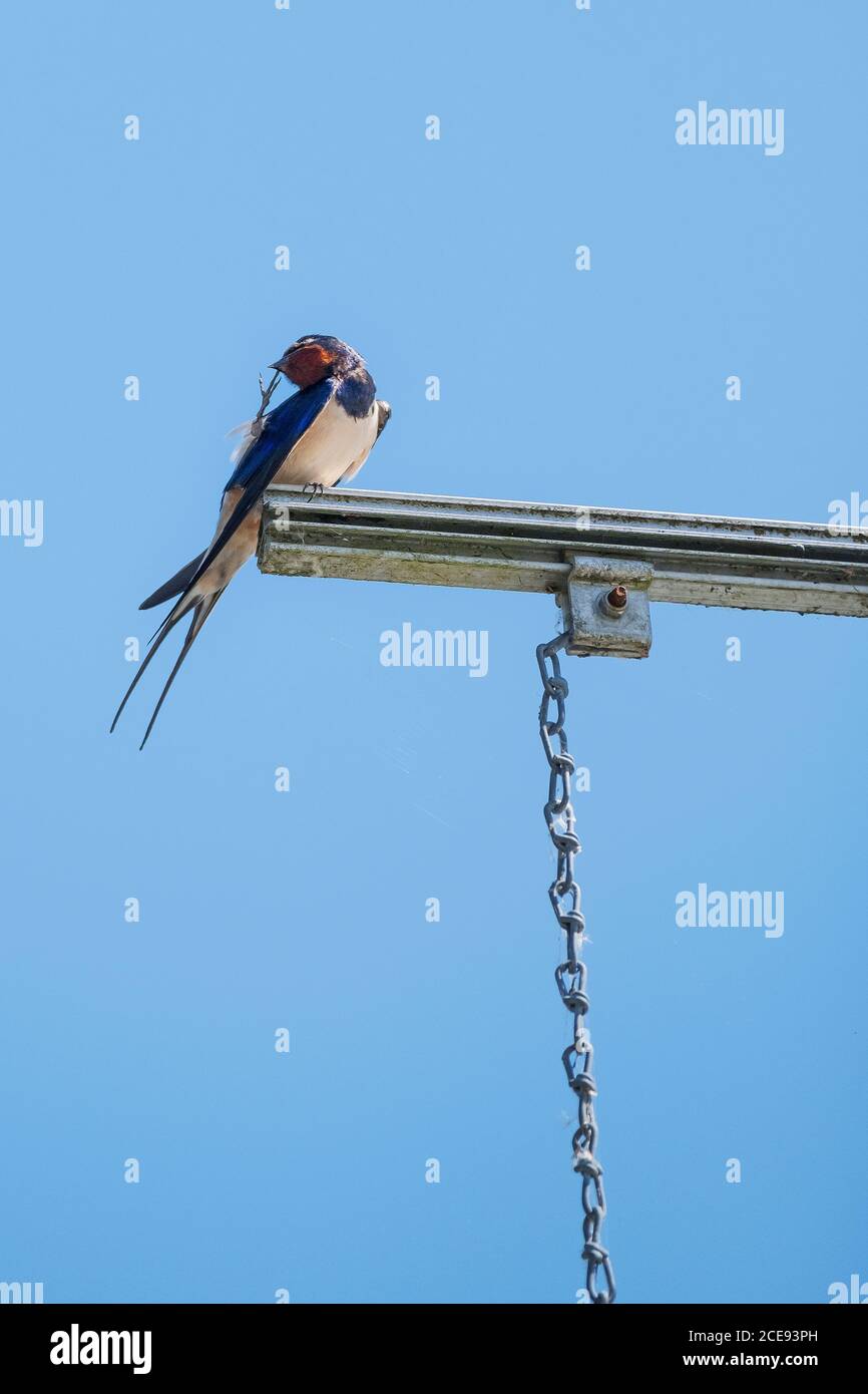 Uno Swallow appollaiato contro un cielo blu senza nuvole. Foto Stock