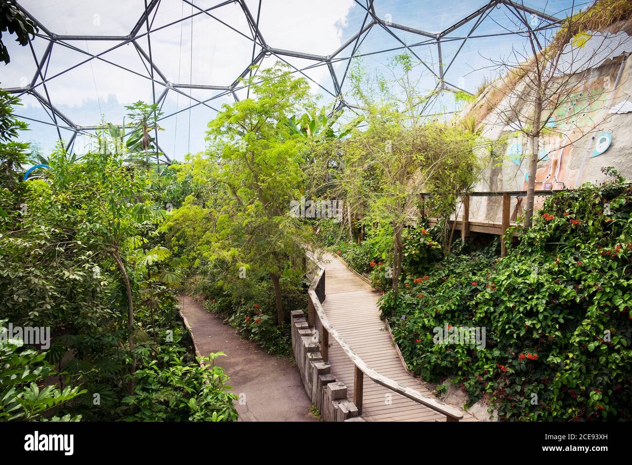 L'interno della foresta pluviale Biome al complesso Eden Project in Cornovaglia. Foto Stock