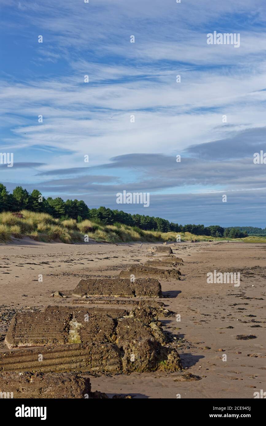 Una linea di mezzo blocchi sepolti anti-invasione di cemento dalla seconda guerra mondiale si trova sulla spiaggia sabbiosa di Tayport presso la Riserva Naturale Nazionale di Tentspuir. Foto Stock