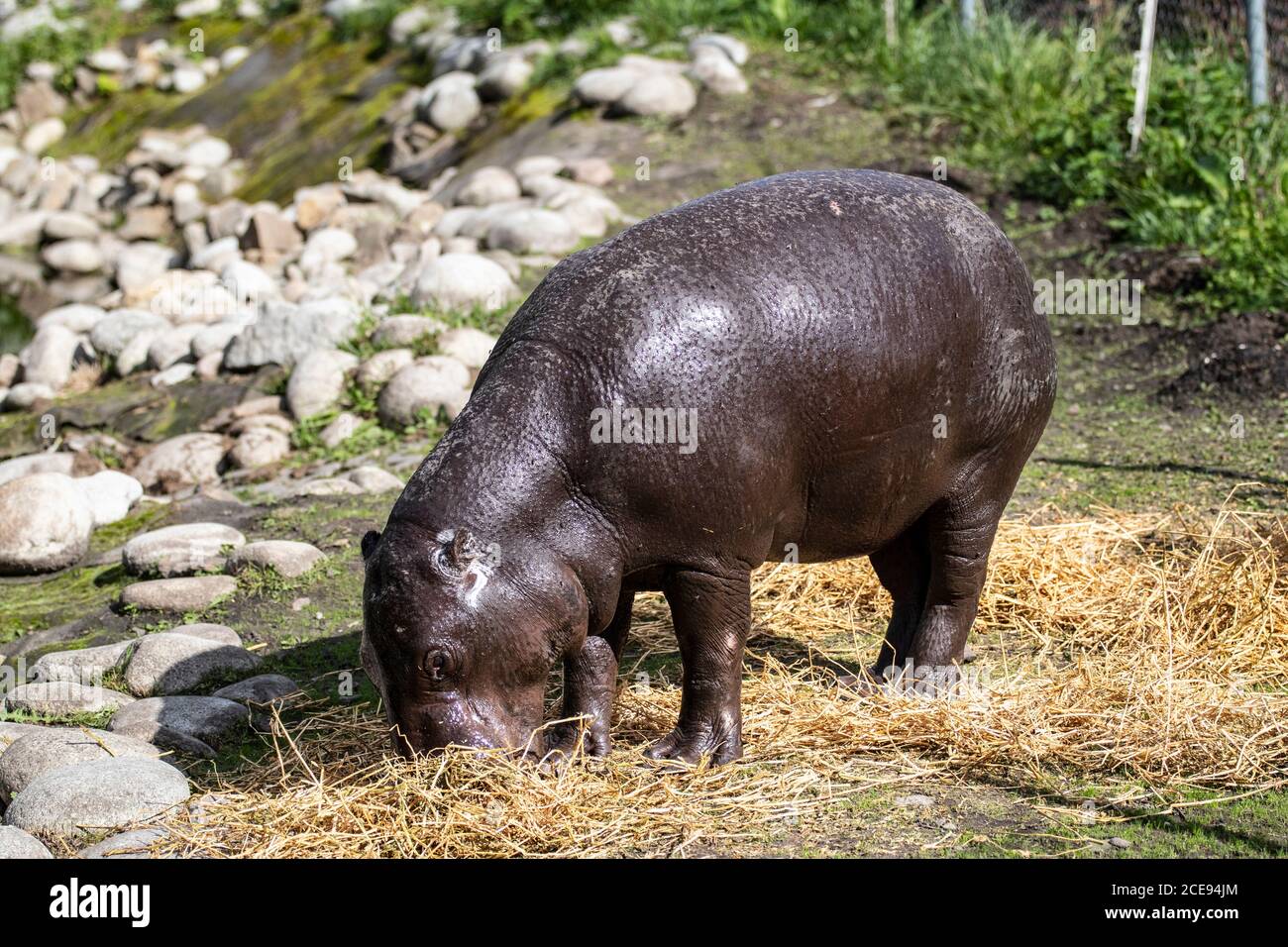 Ippopotamo bambino che mangia erba. Hippopotamus bambino in estate. Foto Stock