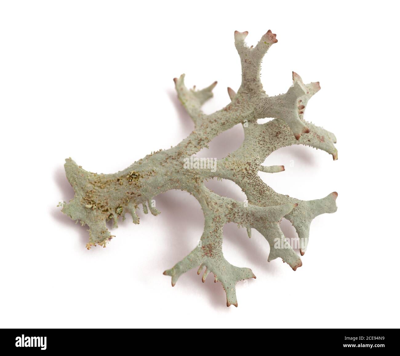 Cetraria islandica (muschio islandese) isolato su sfondo bianco Foto Stock