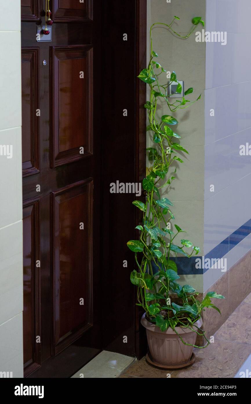 Una pianta di soldi (Epipremnum aureum), anche chiamata l'edera del diavolo è posta all'entrata della porta come un concetto decorativo. Foto Stock