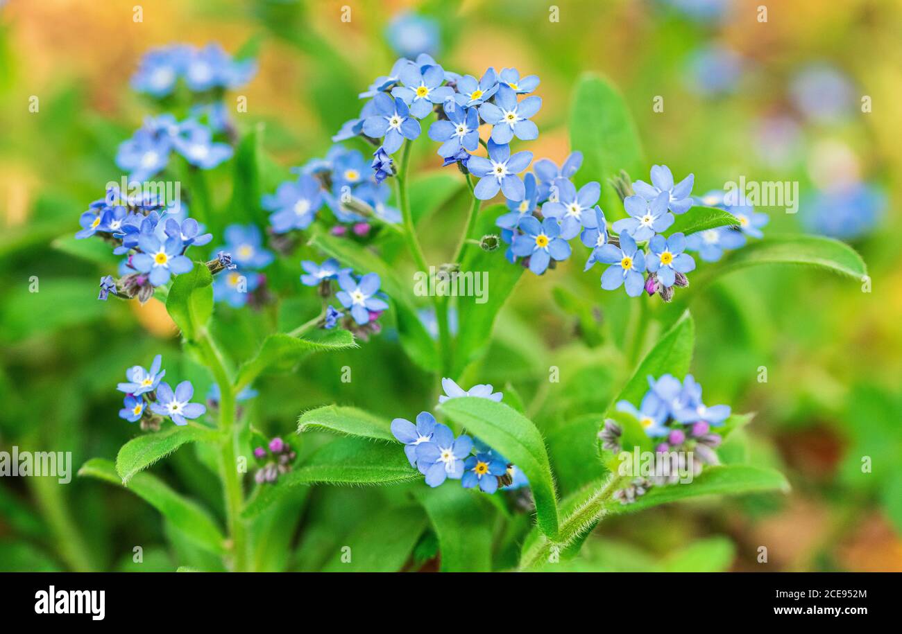 Forget me nots (Myosotis) Fiori in un prato Foto Stock