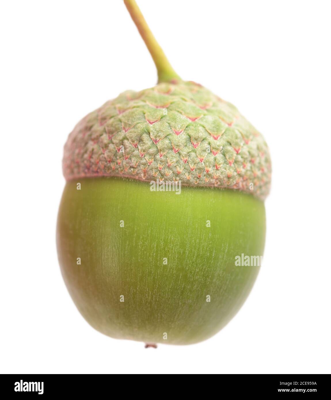 Quercia comune ( Quercus robur) acorn isolato su sfondo bianco Foto Stock