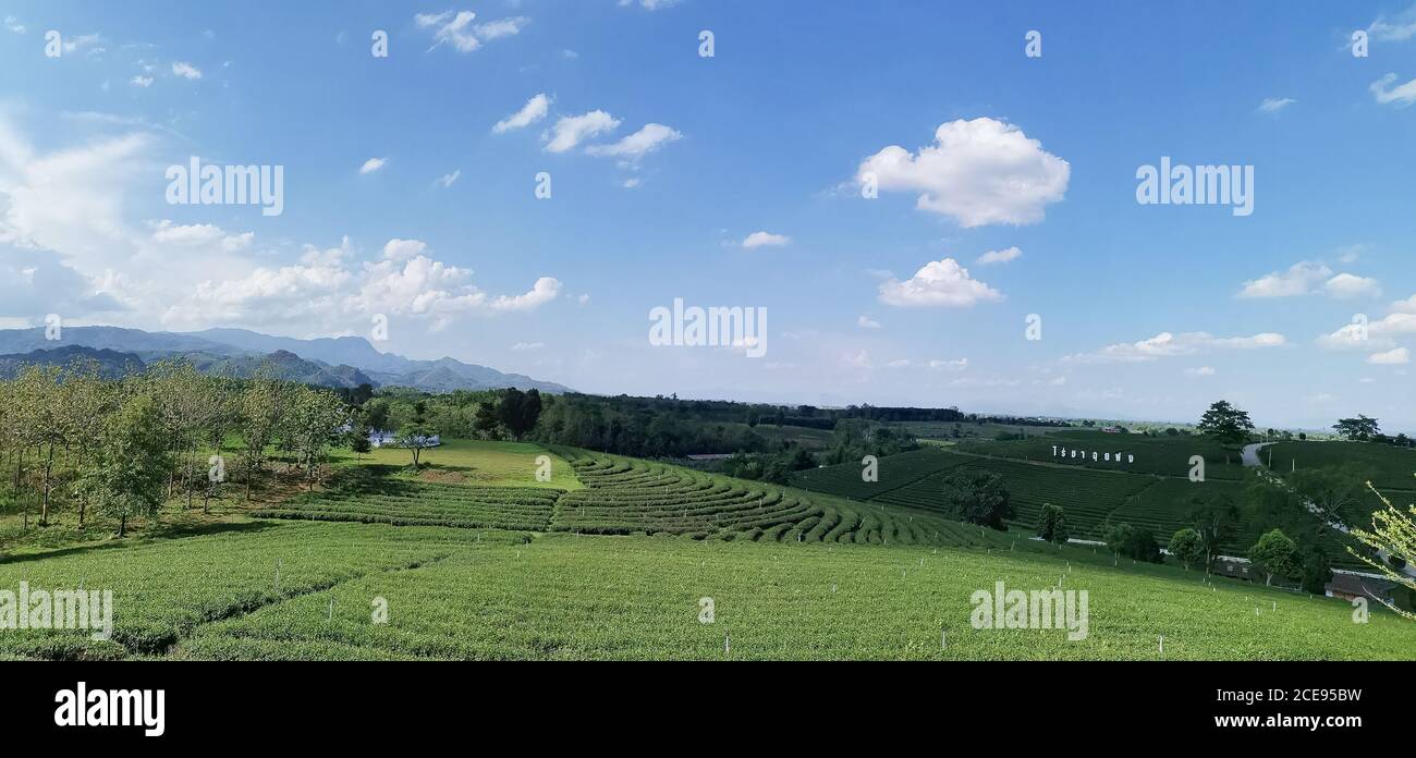 Chiangrai, Thailandia - Giugno 6,2019 : Vista della piantagione di tè Choui Fong Foto Stock